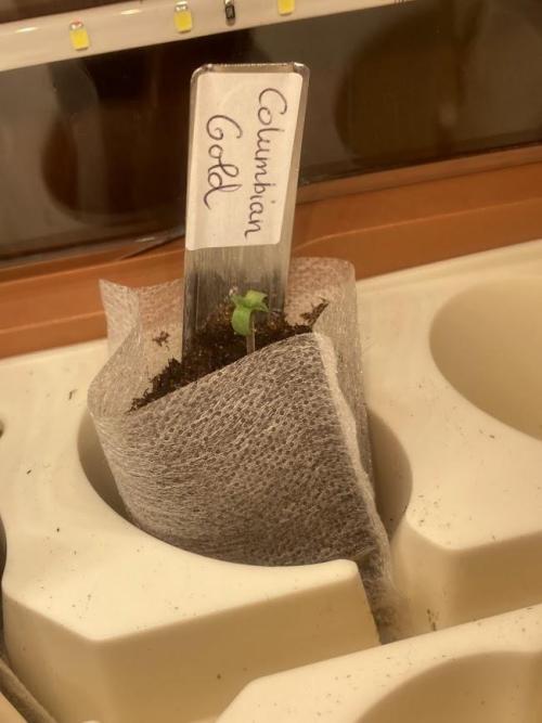 Zamnesia Landrace Pack - Colombian Gold. Week 1