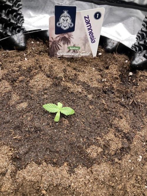 Zamnesia Landrace Pack - Colombian Gold. Week 1