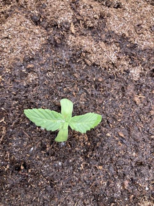 Zamnesia Landrace Pack - Colombian Gold. Week 1