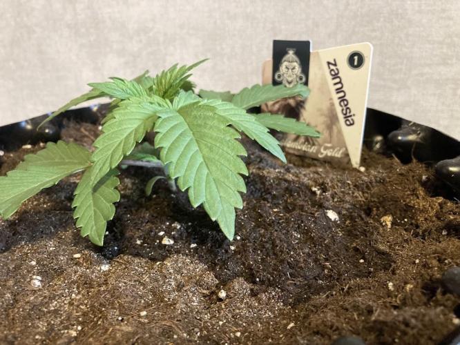 Zamnesia Landrace Pack - Colombian Gold. Week 2