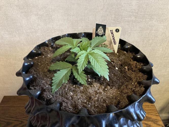 Zamnesia Landrace Pack - Colombian Gold. Week 2