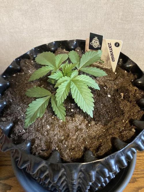 Zamnesia Landrace Pack - Colombian Gold. Week 2