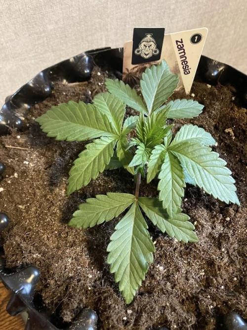 Zamnesia Landrace Pack - Colombian Gold. Week 2