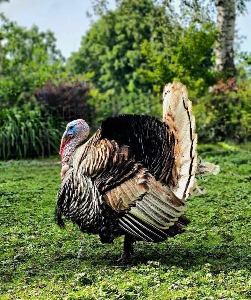 Zamnesia Landrace Pack - Panama Red. Week 0 - Turkey "Hempie" 2025