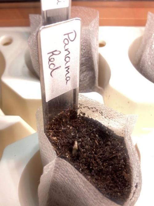 Zamnesia Landrace Pack - Panama Red. Week 1