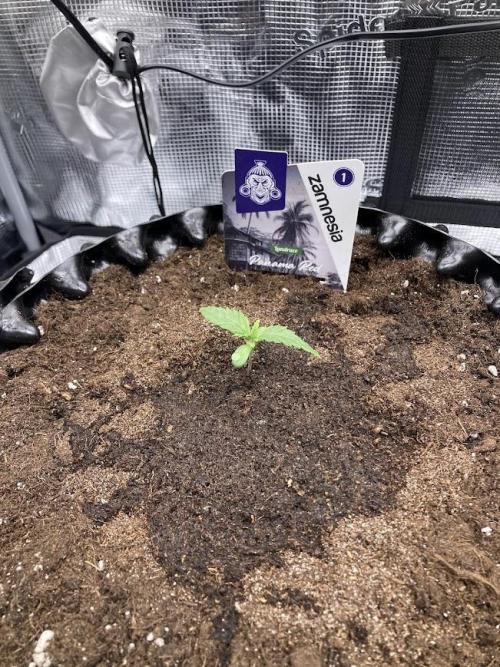 Zamnesia Landrace Pack - Panama Red. Week 1