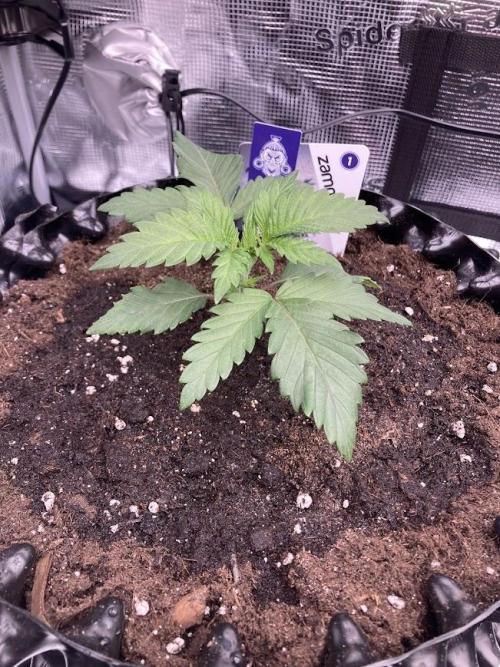 Zamnesia Landrace Pack - Panama Red. Week 2