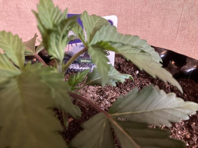 Zamnesia Landrace Pack - Panama Red. Week 2