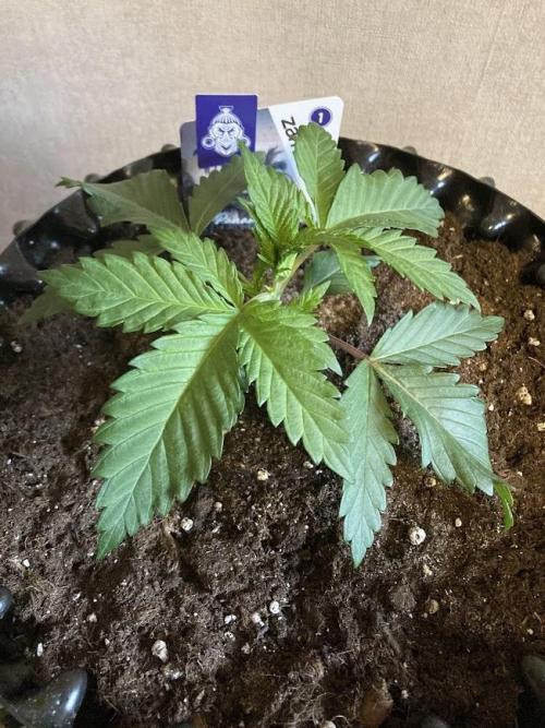 Zamnesia Landrace Pack - Panama Red. Week 2