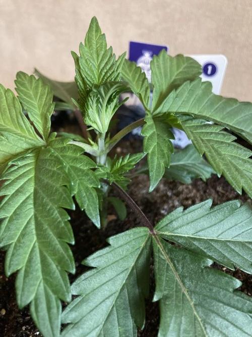 Zamnesia Landrace Pack - Panama Red. Week 2