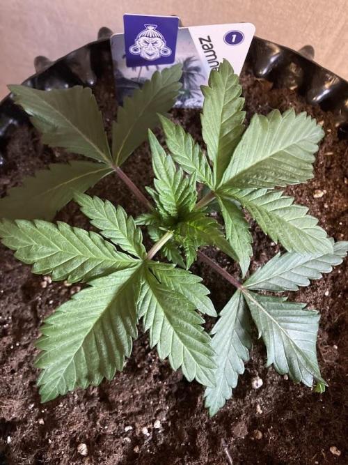 Zamnesia Landrace Pack - Panama Red. Week 2