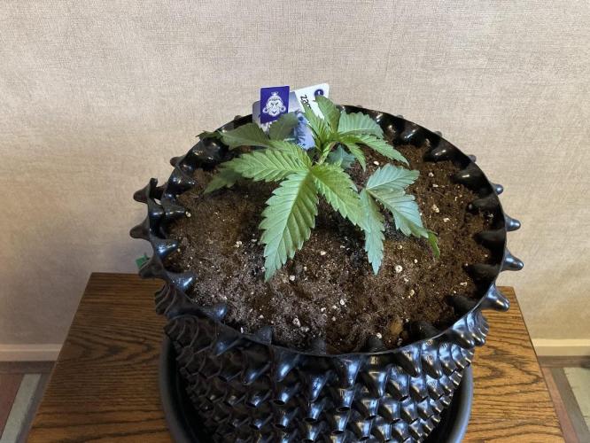 Zamnesia Landrace Pack - Panama Red. Week 2