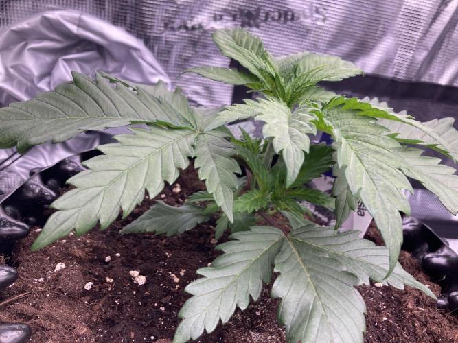 Zamnesia Landrace Pack - Panama Red. Week 3