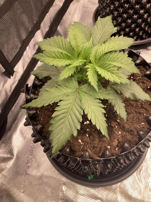 Zamnesia Landrace Pack - Panama Red. Week 3