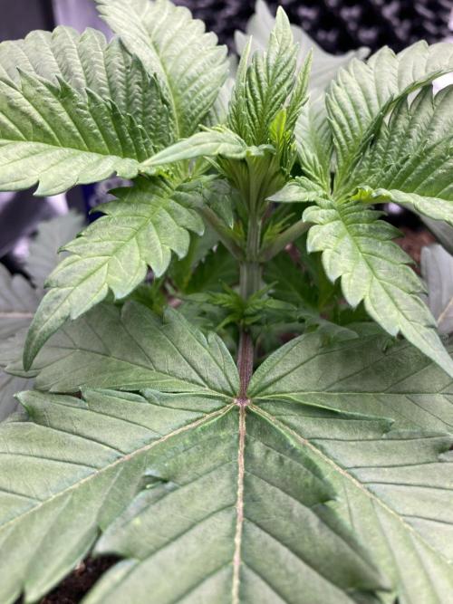 Zamnesia Landrace Pack - Panama Red. Week 3