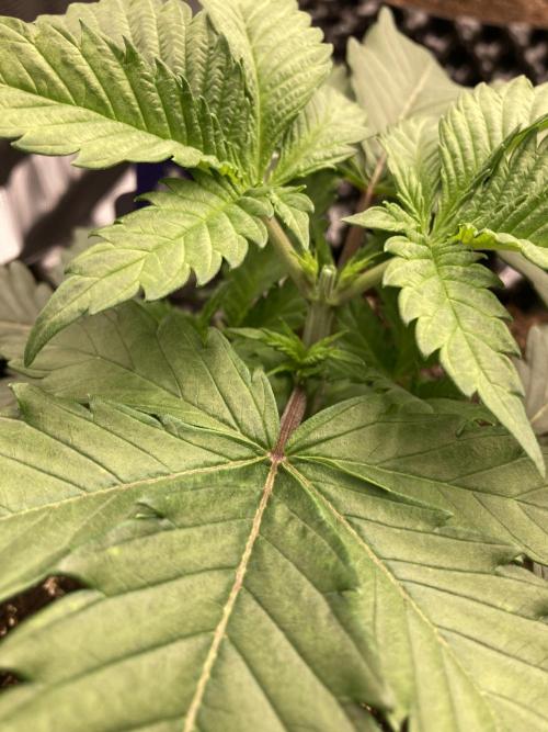 Zamnesia Landrace Pack - Panama Red. Week 3