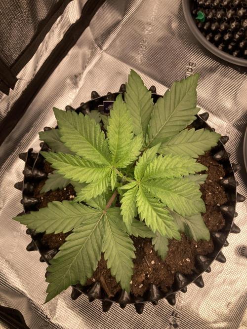 Zamnesia Landrace Pack - Panama Red. Week 3