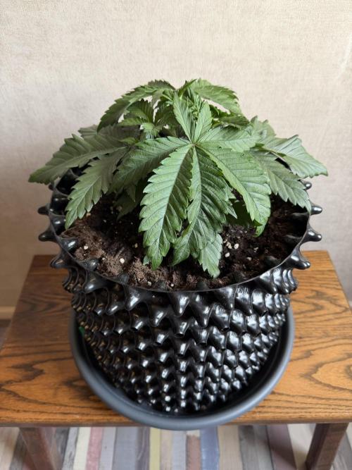 Zamnesia Landrace Pack - Panama Red. Week 3