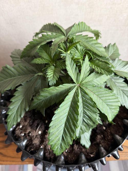 Zamnesia Landrace Pack - Panama Red. Week 3