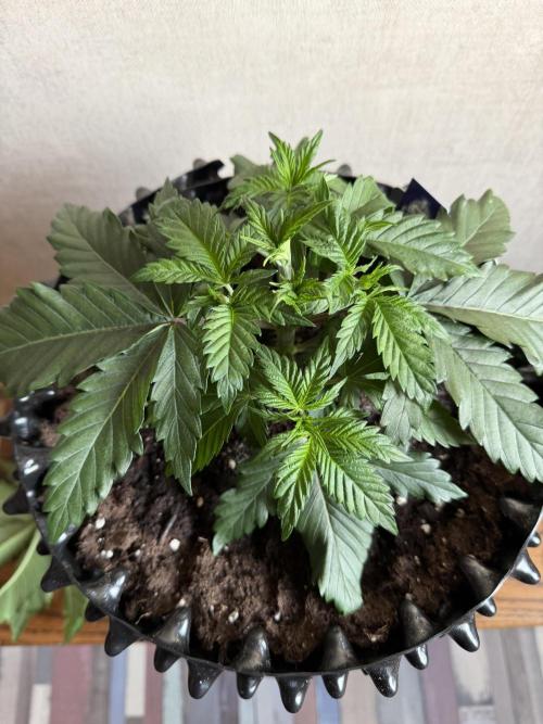 Zamnesia Landrace Pack - Panama Red. Week 3