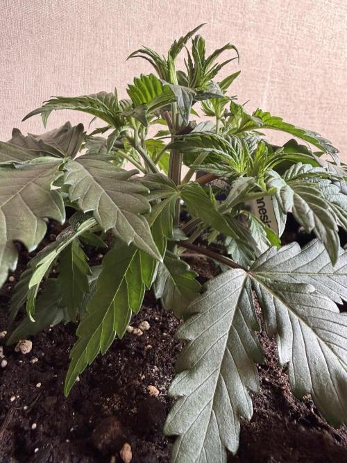 Zamnesia Landrace Pack - Panama Red. Week 3