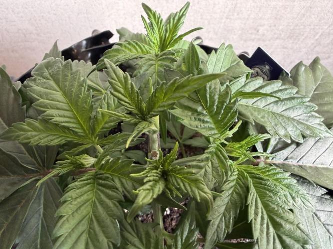 Zamnesia Landrace Pack - Panama Red. Week 3