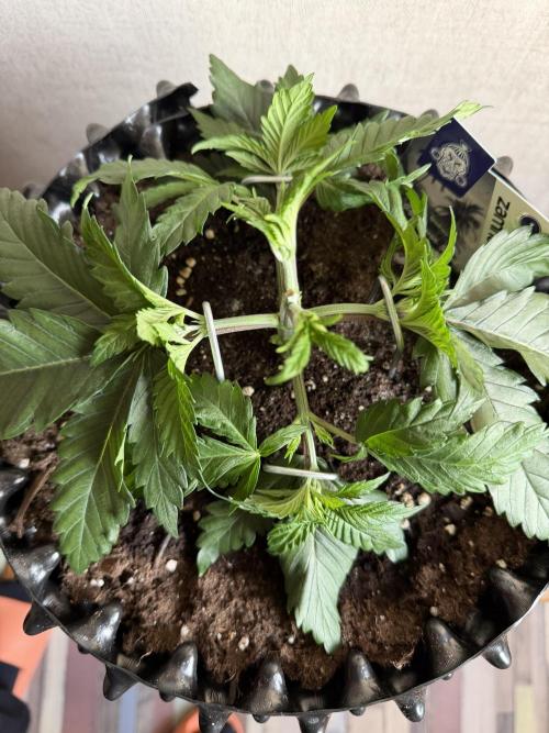 Zamnesia Landrace Pack - Panama Red. Week 3