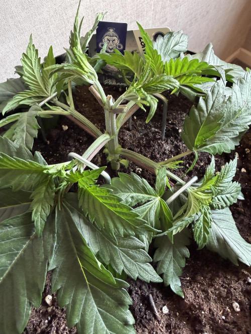 Zamnesia Landrace Pack - Panama Red. Week 3