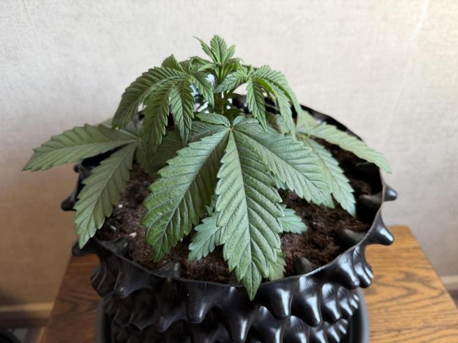 Zamnesia Landrace Pack - Colombian Gold. Week 3