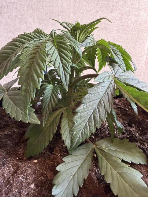 Zamnesia Landrace Pack - Colombian Gold. Week 3