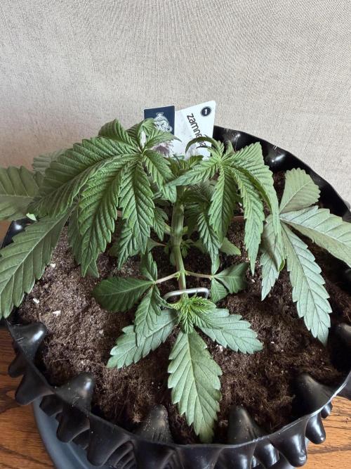 Zamnesia Landrace Pack - Colombian Gold. Week 3