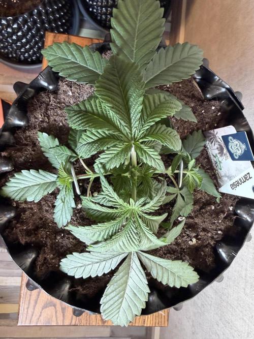 Zamnesia Landrace Pack - Colombian Gold. Week 3