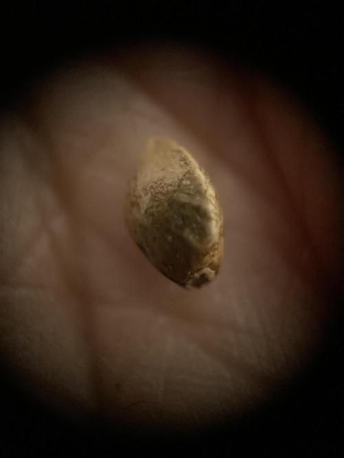 World of Seeds - Burger Kush EV. Week 0