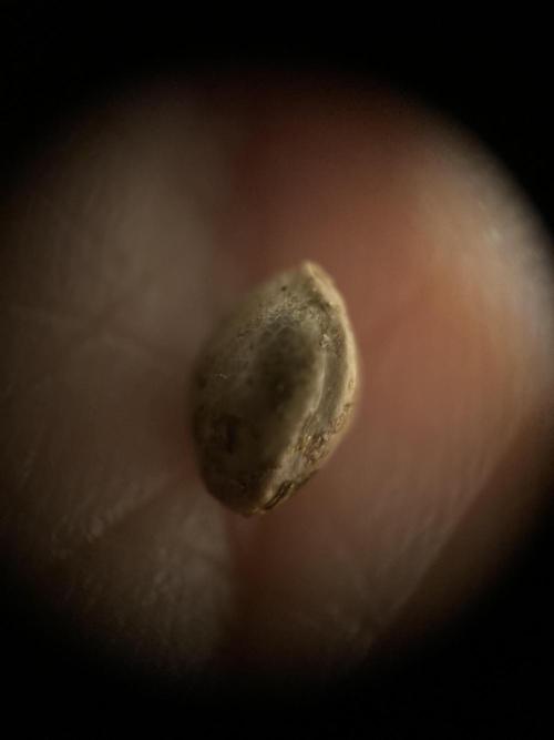 World of Seeds - Burger Kush EV. Week 0