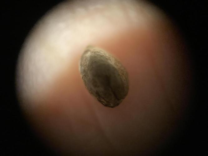 World of Seeds - Burger Kush EV. Week 0