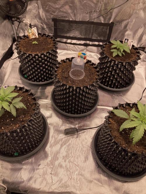 World of Seeds - Burger Kush EV. Week 0