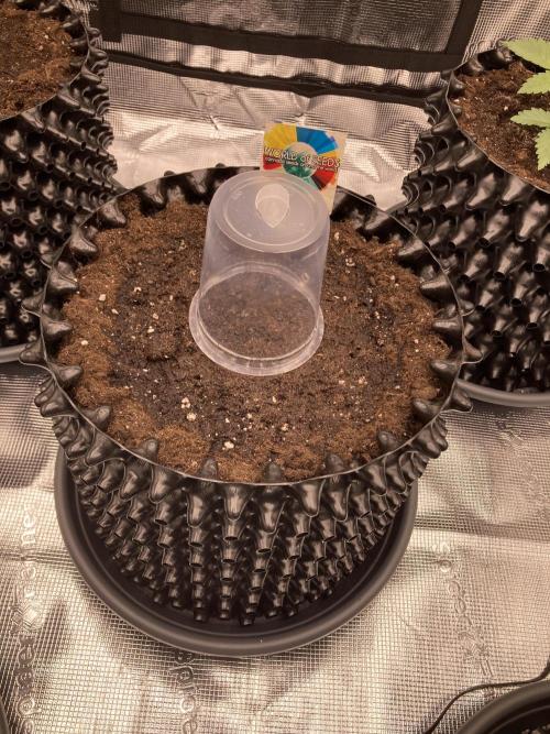 World of Seeds - Burger Kush EV. Week 0