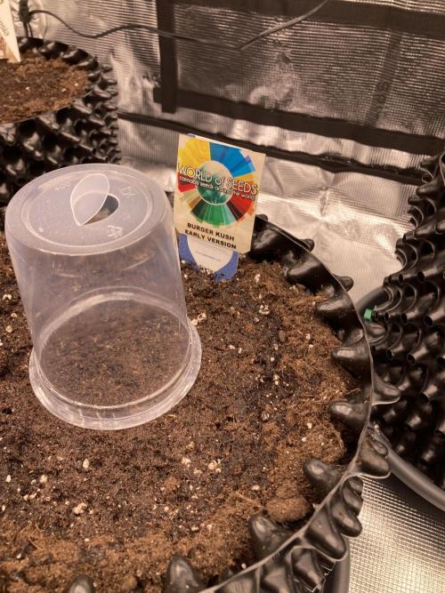 World of Seeds - Burger Kush EV. Week 0