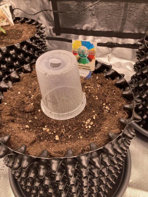 World of Seeds - Burger Kush EV. Week 0