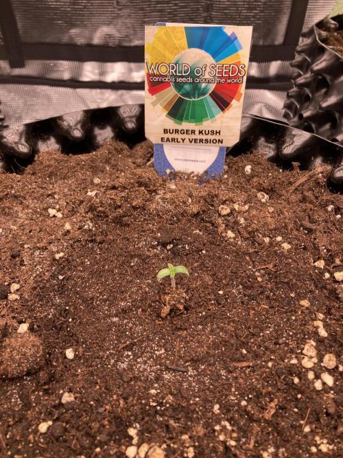 World of Seeds - Burger Kush EV. Week 0