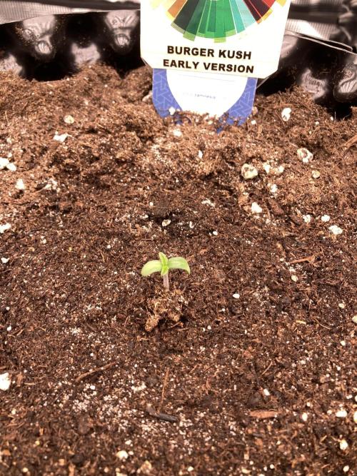 World of Seeds - Burger Kush EV. Week 0