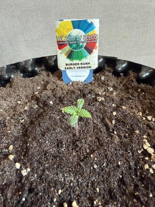 World of Seeds - Burger Kush EV. Week 0