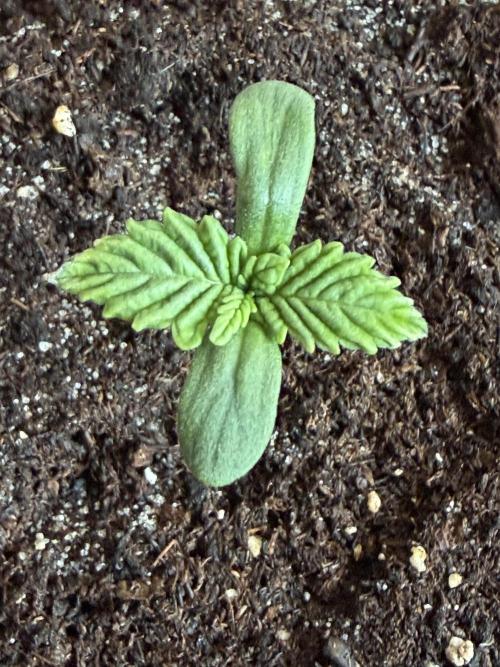 World of Seeds - Burger Kush EV. Week 0