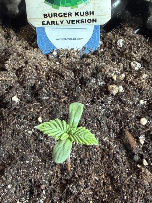 World of Seeds - Burger Kush EV. Week 0