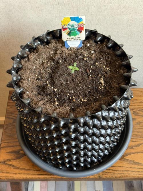World of Seeds - Burger Kush EV. Week 0