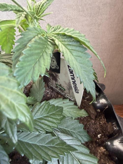 Zamnesia Landrace Pack - Colombian Gold. Week 4