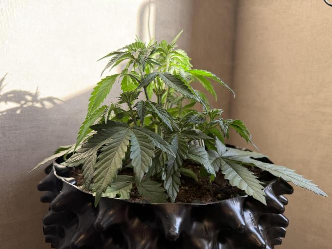 Zamnesia Landrace Pack - Colombian Gold. Week 4