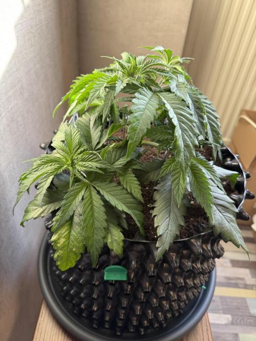 Zamnesia Landrace Pack - Panama Red. Week 4