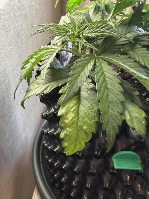 Zamnesia Landrace Pack - Panama Red. Week 4