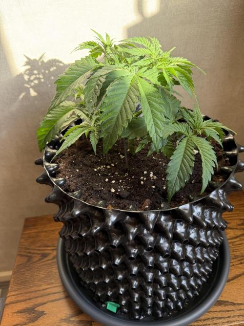 Zamnesia Landrace Pack - Panama Red. Week 4